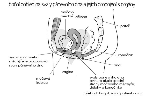 Svaly pánevního dna