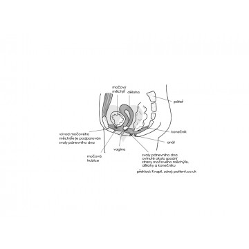 Hlavní obázek Boční pohled na svaly pánevního dna a jejich propojení s orgány